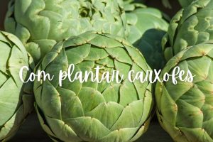 carxofa-com-plantar-test.jpg