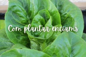 com plantar enciam en test o jardinera