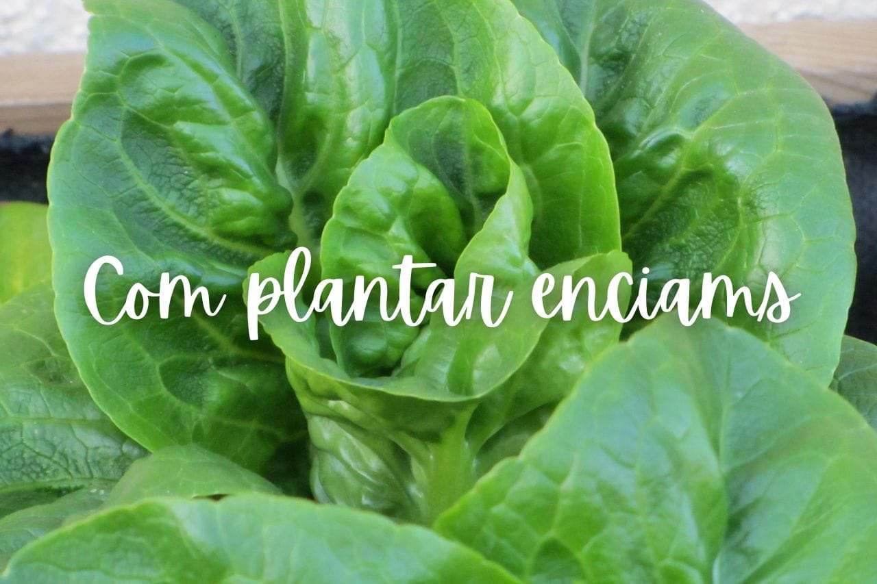 com plantar enciam en test o jardinera