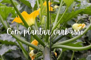 carbasso-com-plantar-test