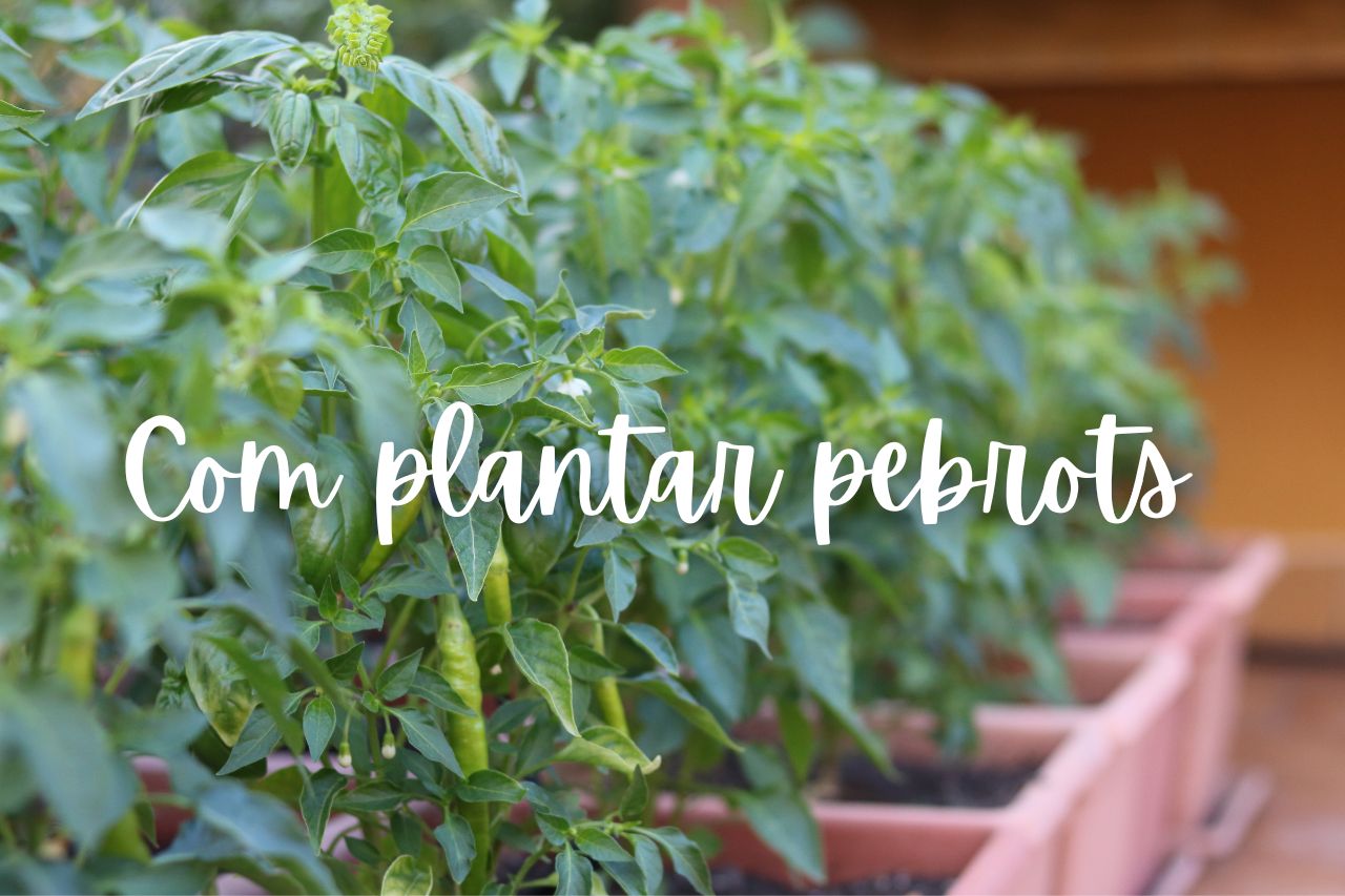 pebrot-com-plantar-test
