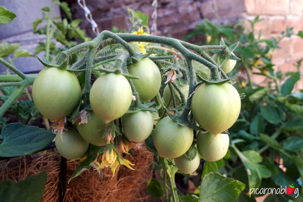 tomate-determinado